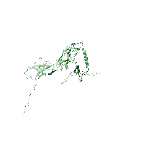 Human FcRL1 (C-6His, HEK293)